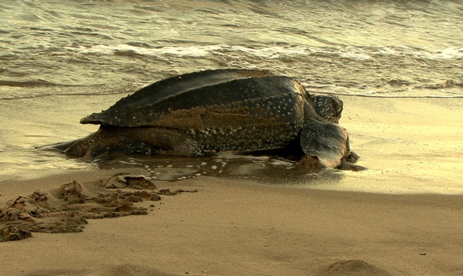 files/tigersnail/content/images/Leatherback1-1.JPG